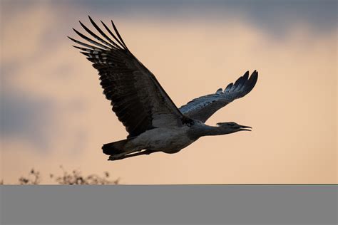 Heaviest flighted bird 60 photos - Morilly.com