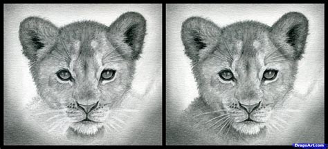 Lion Cub Drawing at PaintingValley.com | Explore collection of Lion Cub ...