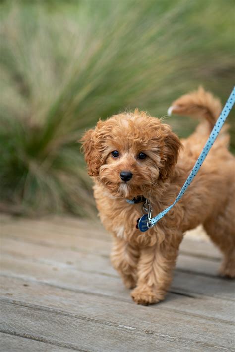Full Grown Cavapoo Sizes: Weight, Height & Size Chart