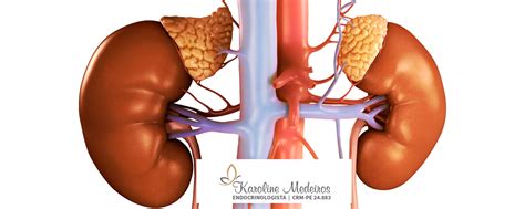 Glândulas Supra-Renais - Dra. Karoline Medeiros | Endocrinologista.