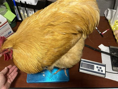 Live Coturnix Quail Hens shipped to you! — Bryant's Roost