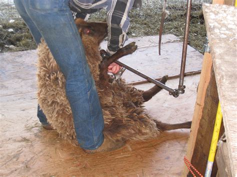 Sheep Shearing | Schoonover Farm Blog