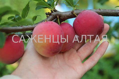 Алыча "Путешественница"