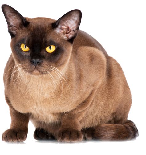burmese cats rare burmese cat breed size appearance