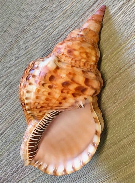 Ракушки морские названия | Shtampik.com