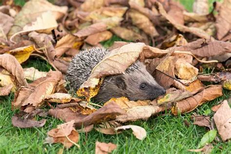 igel pictures   images  unsplash