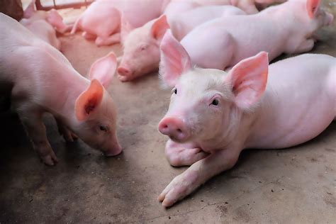 10 Facts About Pigs - WorldAtlas