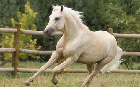 Cavallo libero per strada. Sanzionato il proprietario | RadioSienaTv