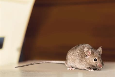 The No. 1 Sign There Are Mice in Your Attic, Experts Warn — Best Life