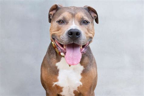 dog  pit bull  krystal russell blog