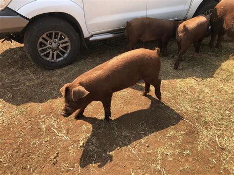 1 x Duroc boar 5 Months old