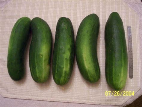 PlantFiles Pictures: Cucumber 'Poinsett' (Cucumis sativus), 1 by gman500