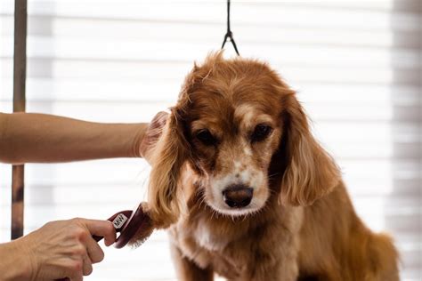 miami pet owners  choosing cage  dog grooming options pet squire