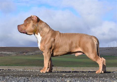 Big and Beautiful Pitbull Dog Breed