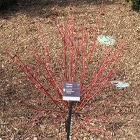 Cornus alba 'Siberian Pearls'_百度百科