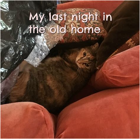 Peaches and Paprika, calico cats of distinction - Home | Facebook