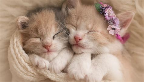 Фото самых милых котят со всего мира