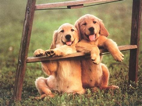 Funny Puppy Wallpapers - Wallpaper Cave