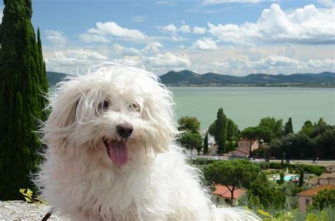 Everything You Need to Know About the Maltese | Rover Blog