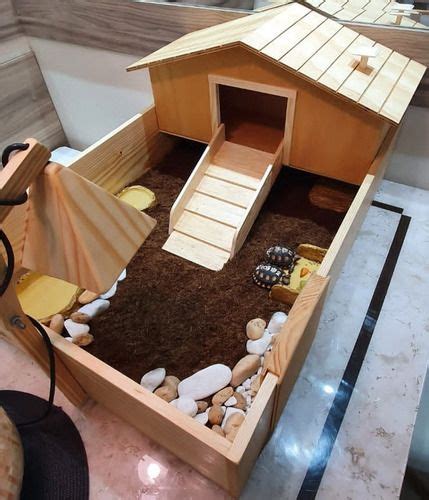 Terrario Para Jabuti Filhote - Terrário para Jabuti com Plantas Naturais | Jabuti filhote, Terrario ...