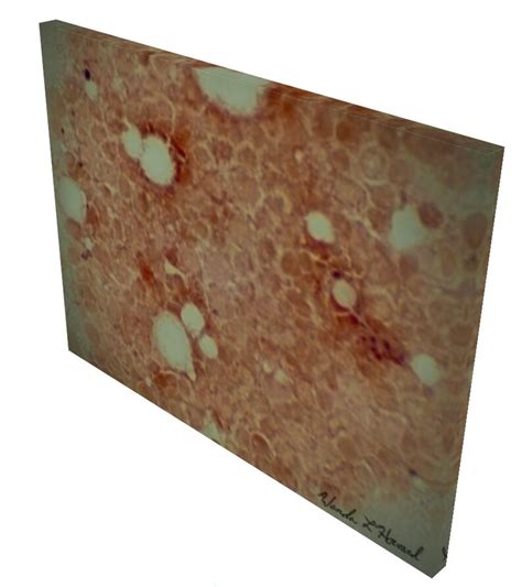 pink amoeba shell tissue circles original photograph canvas art