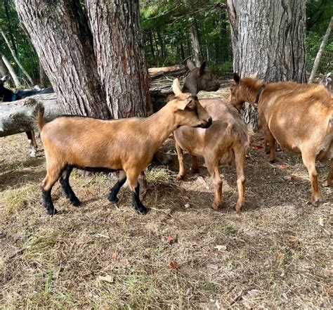 Naturally deworming goats: a holistic approach to goat health