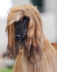 Afghan Hound - Wikimedia Commons