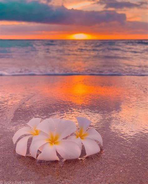 plumeria flowers  hawaiian beach  sunset plumeria beach hawaiian