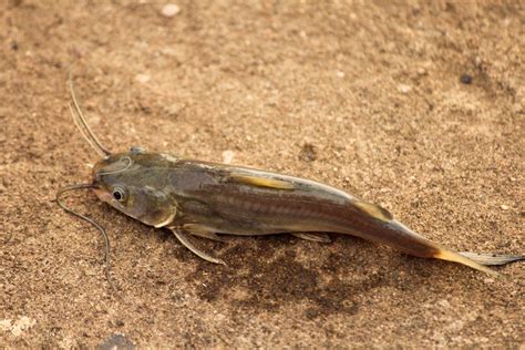 fish   water yajnaseni