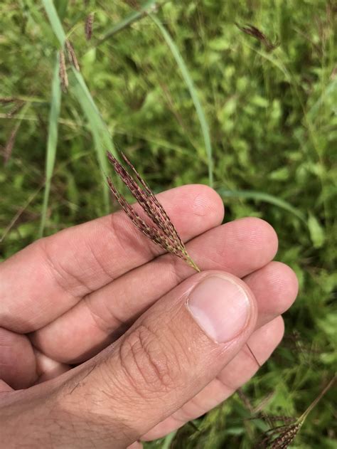 Arthraxon – eFlora of India