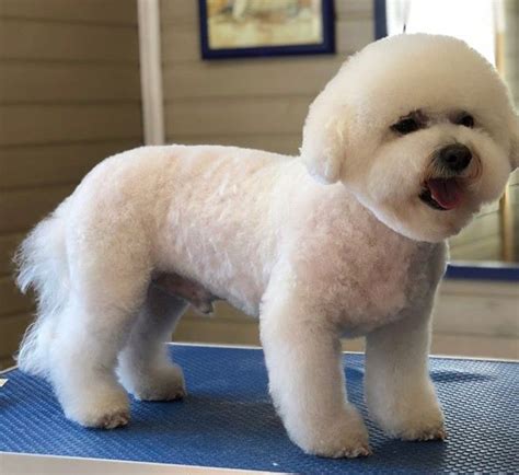 Bichon Frise Cut