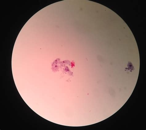 cell identification lab wades  portfolio