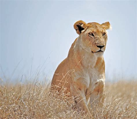 Download Lioness Looking For A Prey Wallpaper | Wallpapers.com