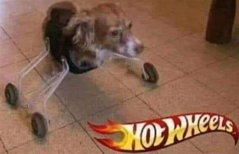 Hot wheels dog. (F for the dog.) zooms every where. : r/ItemShop