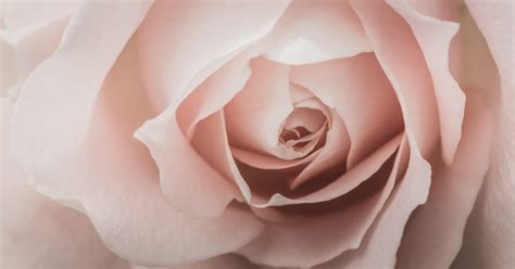 Geraniol | The Fragrance Conservatory