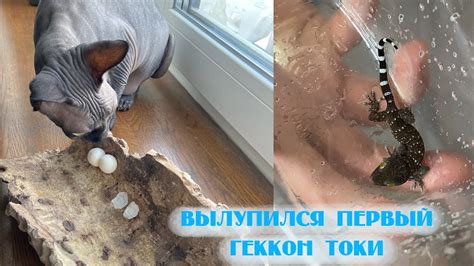 Родился геккон токи. Новости из зверушни - YouTube