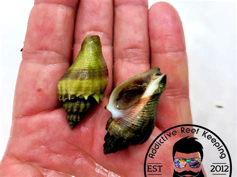 Crown Conch Snail- Predator Snail – Addictive Reef Keeping