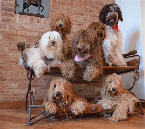 La Raza | Sodoodle Australian Labradoodles