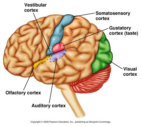 sensory cortexmajor input  brain  mechanoreceptors