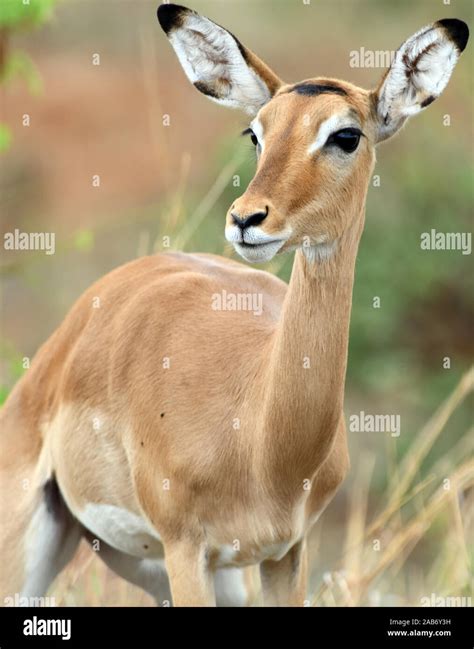 female impala  res stock photography  images alamy