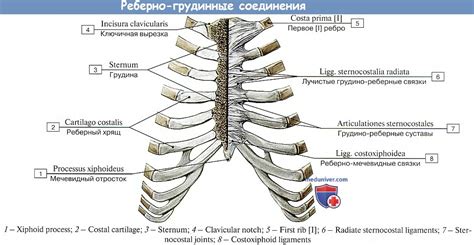 Соединения ребер. Анатомия