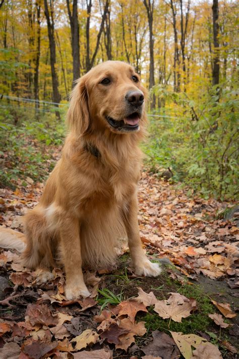 Fall at Bella Hill | Bella Hill Maple Syrup