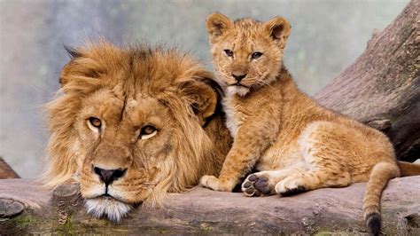 Lion Cubs Wallpaper Hd