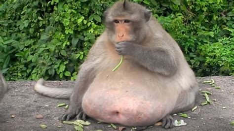Meet ‘Uncle Fat’, the chunky monkey now on a crash diet after gorging ...