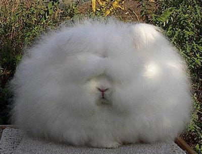 Huge and Furry Rabbit