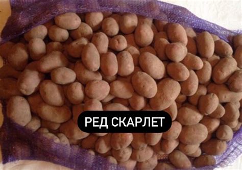 Кировский рынок онлайн | ВКонтакте