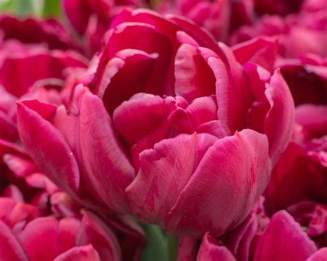 Tulip 'Alison Bradley' bulbs — Buy online at Farmer Gracy UK