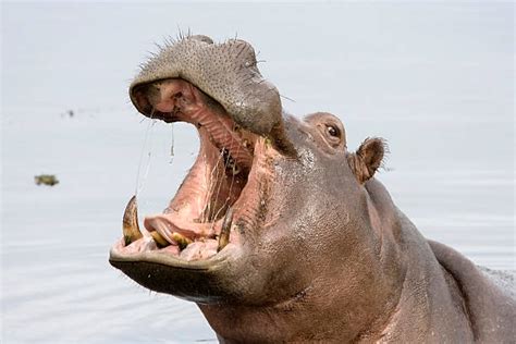 4,400+ Hippo Teeth Stock Photos, Pictures & Royalty-Free Images - iStock