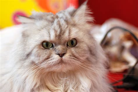 Free Images : nature, animal, pet, kitten, feline, nikon, pets