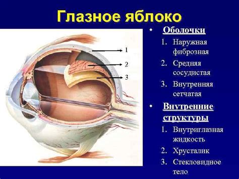 Анатомия и физиология глаза Глазное яблоко